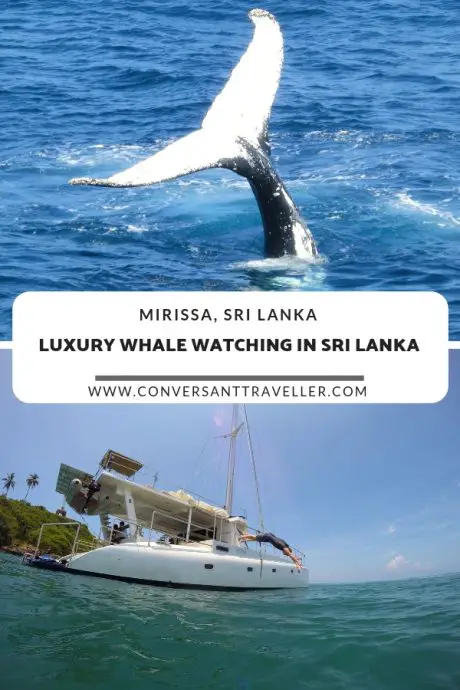 Whale watching in Sri Lanka - Where to go and How to do it by overnight catamaran in Mirissa. #srilanka #mirissa #whalewatching #catamaran #saillanka #weligama