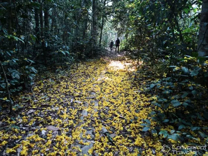 Yellow flower petals on the jungle floor, Amazon Rainforest Expeditions, Tambopata, Peru