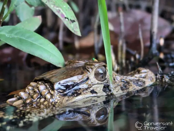 Juvenile black caiman, Lake Condenado, Tambopata, Rainforest Expeditions Amazon Villa