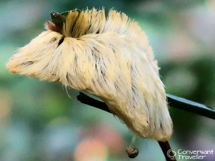 The Donald Trump Caterpillar in Tambopata, Rainforest Expeditions Amazon Villa, Peru