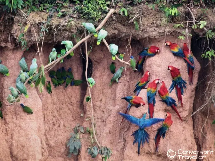 Chuncho Clay Click Tambopata Peru - macaws feeding on the clay - Rainforest Expeditions