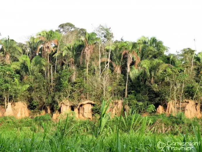 Chuncho Clay Lick - Tambopata - Amazon jungle tour - Rainforest Expeditions