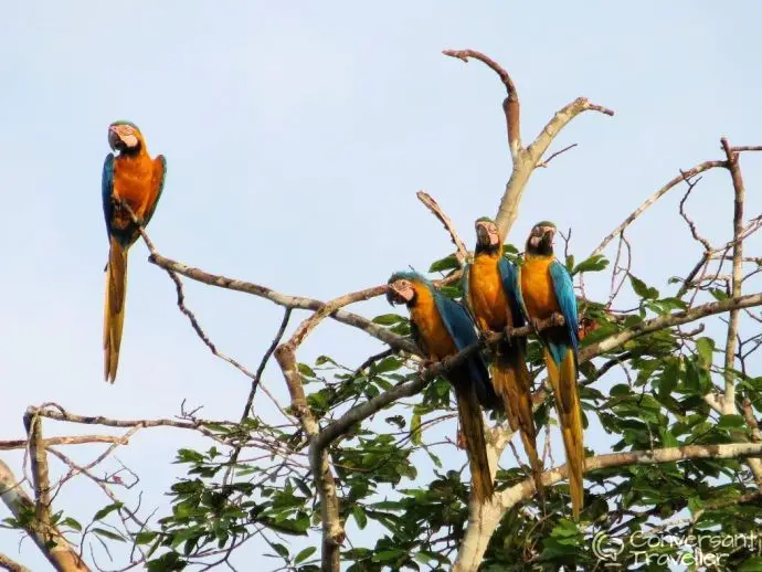 Chuncho Clay Click Tambopata Peru - macaws feeding on the clay - Rainforest Expeditions