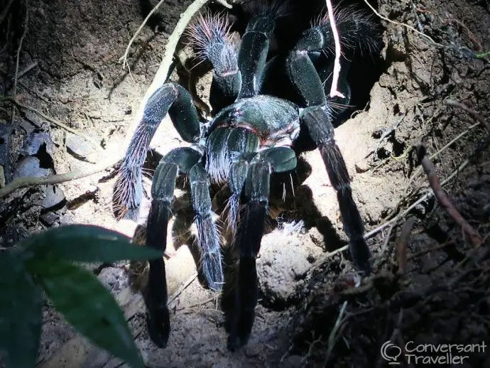 Chicken Tarantula in Tambopata,Amazon Rainforest Expeditions