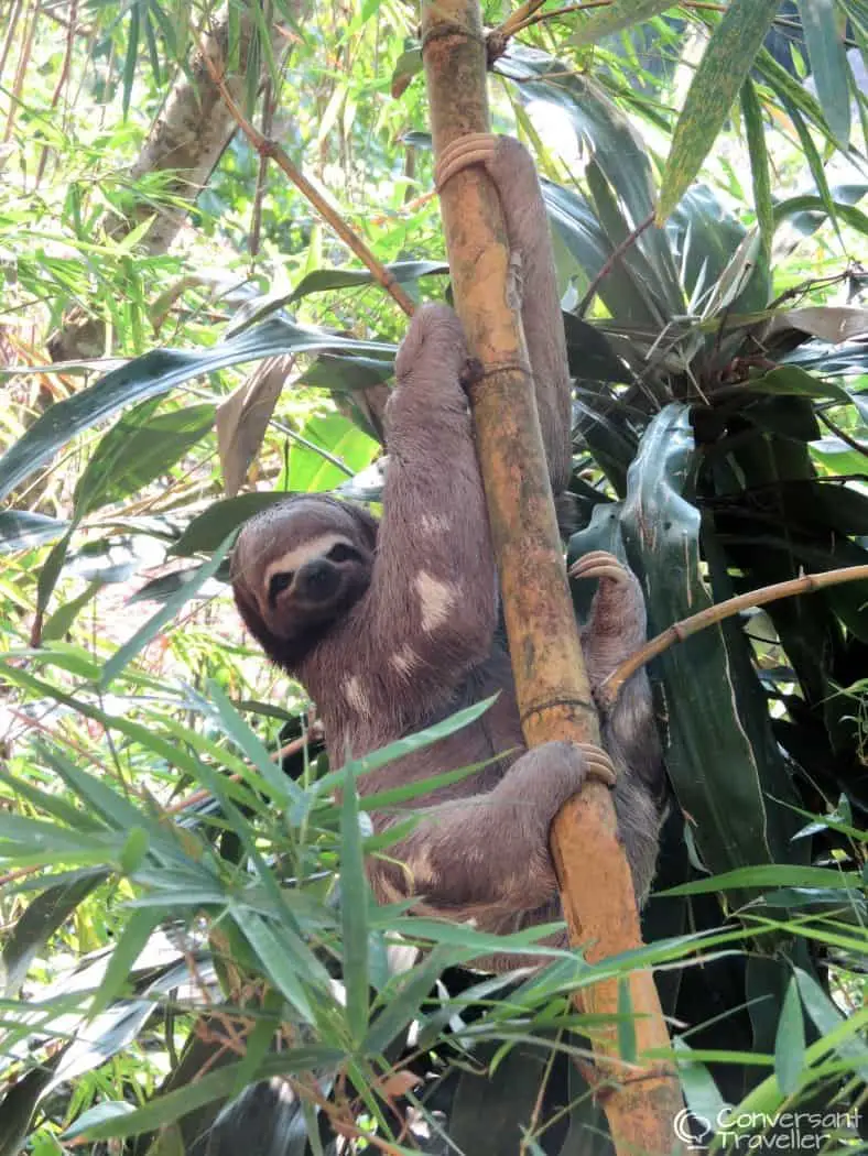 3 toed sloth at Wasai Eco Lodge, Puerto Maldonado, Peru