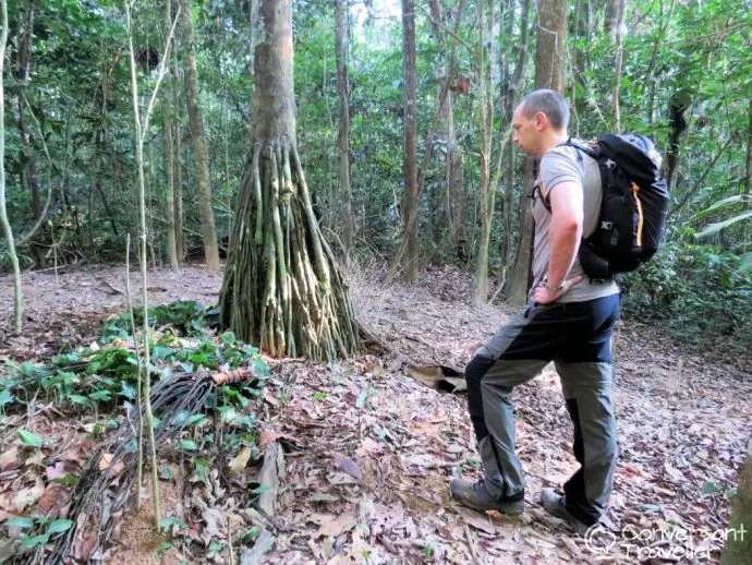Walking Palm Tree, Tambopata, Amazon Rainforest Expeditions, Peru