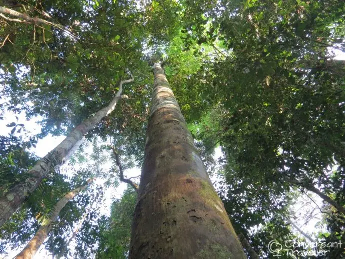Amazon jungle tour - Tambopata - Rainforest Expeditions Amazon Villa 