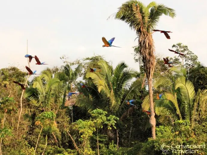 Macaws flying over Chuncho Clay Lick, Tambopata, Amazon Rainforest Expeditions