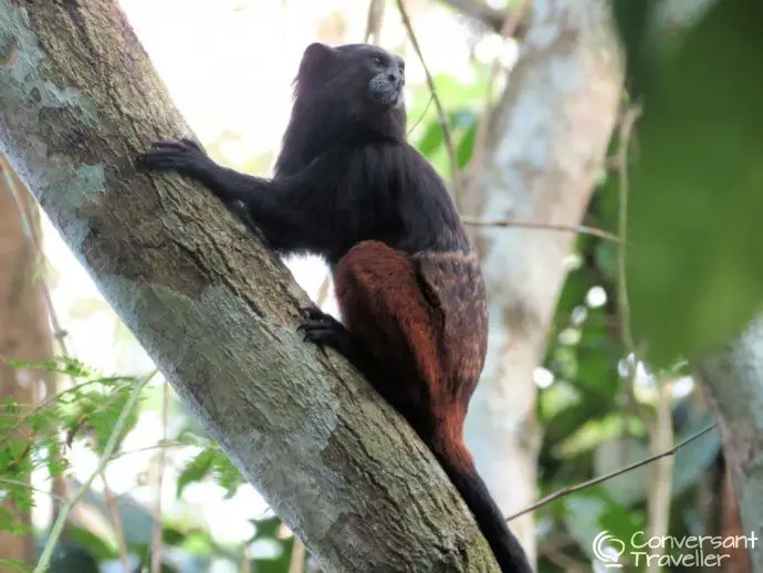 Inkaterra Reserva Amazonica jungle treehouse Tambopata Peru - monkey