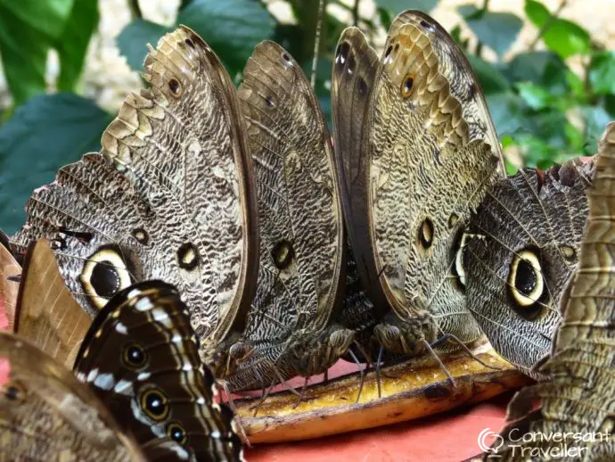 Inkaterra Reserva Amazonica jungle treehouse Tambopata Peru - butterfly house Puerto Maldonado