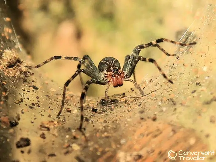 Inkaterra Reserva Amazonica jungle treehouse Tambopata Peru - spider