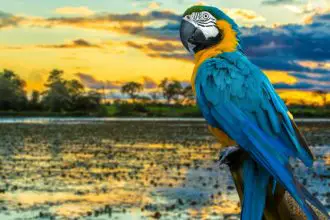Amazon rainforest Tambopata macaw - Peru