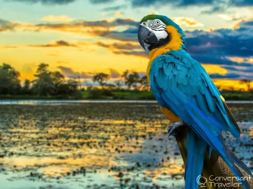 Amazon rainforest Tambopata macaw - Peru