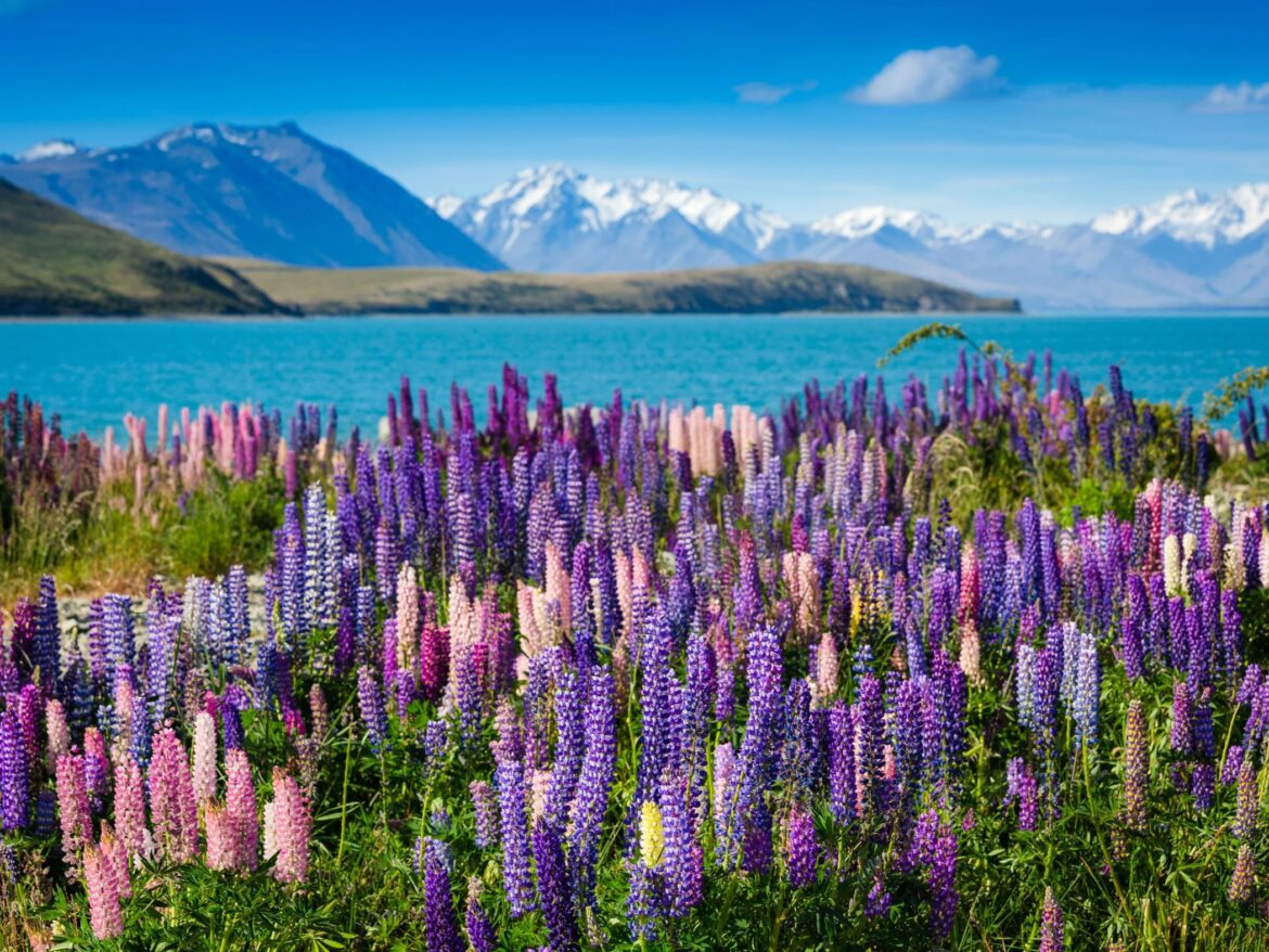 Lupins in New Zealand