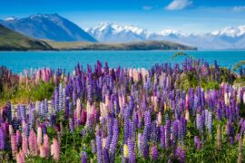 Lupins in New Zealand