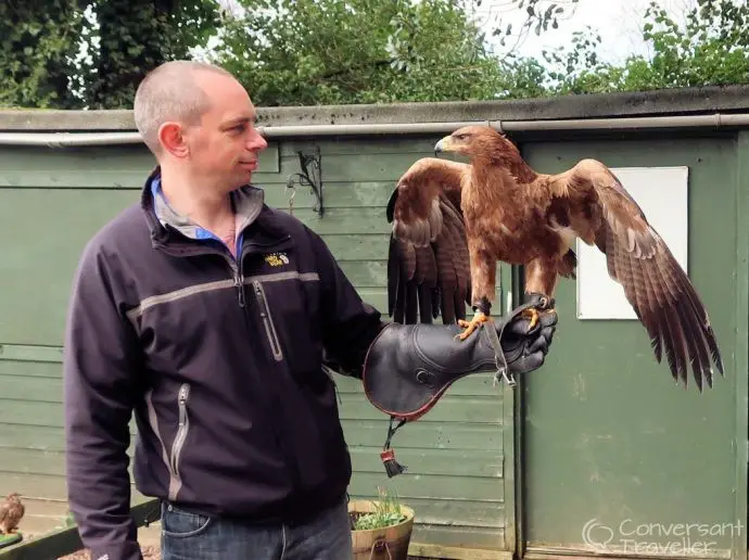 Falconry in Scotland - things to do in the Scottish Borders