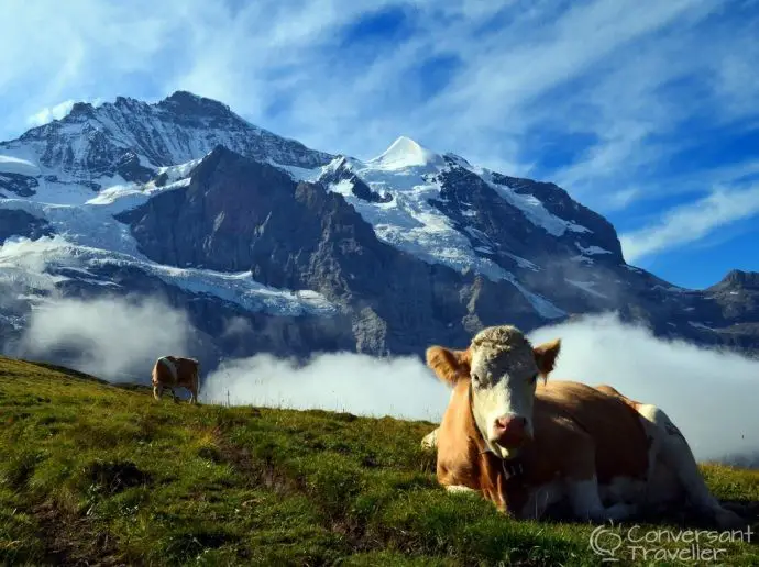 Alpine cows in Switzerland