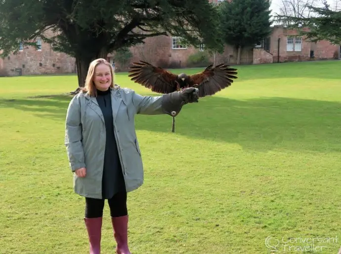 Falconry in Scotland - things to do in the Scottish Borders