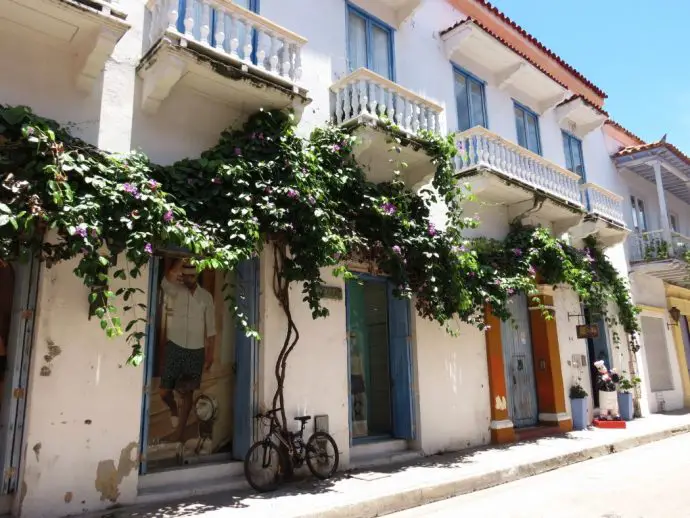 Bougainvillea in the streets - Things to do in Cartagena de Indias Colombia