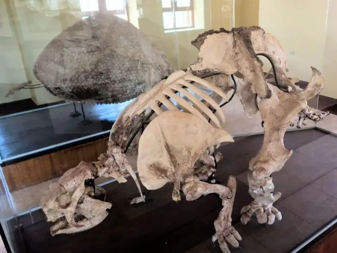 Glyptodon dinosaur skeleton at Pikillacta near Cusco