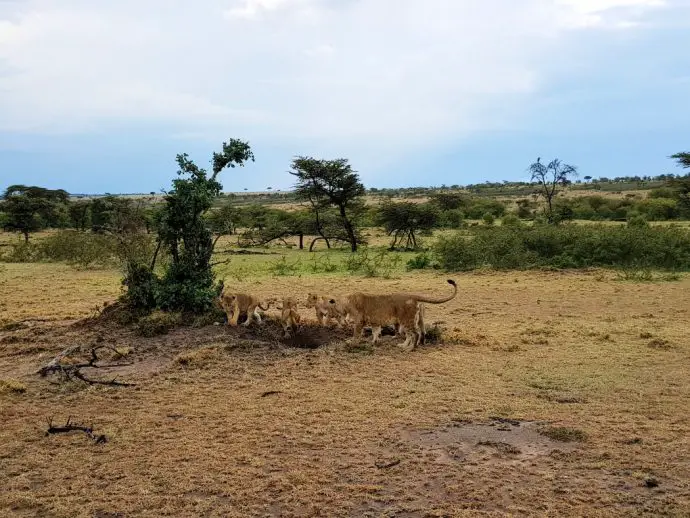 A lion pride in the Naboisho Conservancy - Ol Seki safari