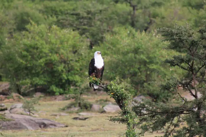 African Fish Eagle in the Naboisho Conservancy - Masai Mara safari