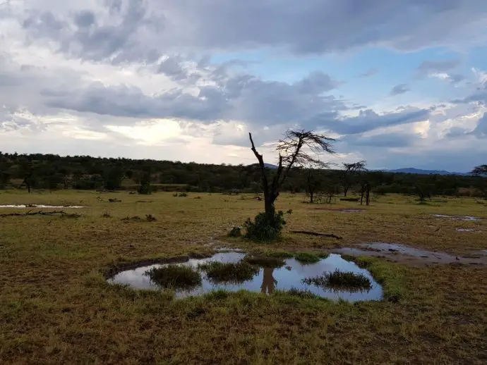 After the rains in the Naboisho Conservancy - Ol Seki safari