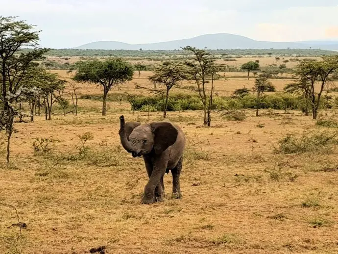 Baby elephant in the Naboisho Conservancy - Ol Seki Safari