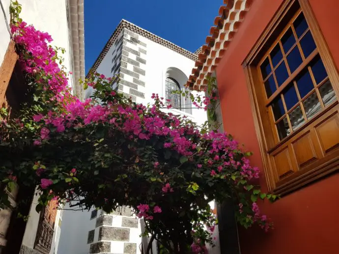 Bougainvillea in Garachico, Tenerife