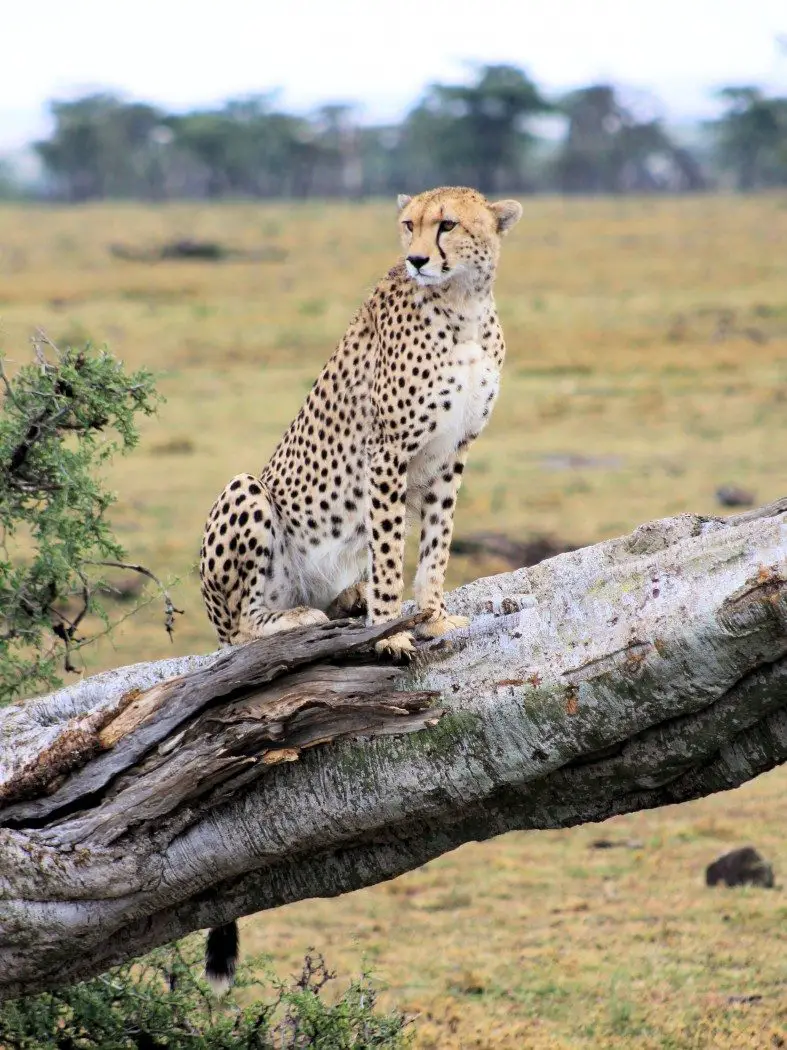 Cheetah in Naboisho Conservancy - on safari in the Masai Mara