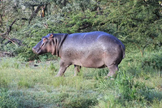Hippo in the Naboisho Conservancy - Ol Seki - Masai Mara safari