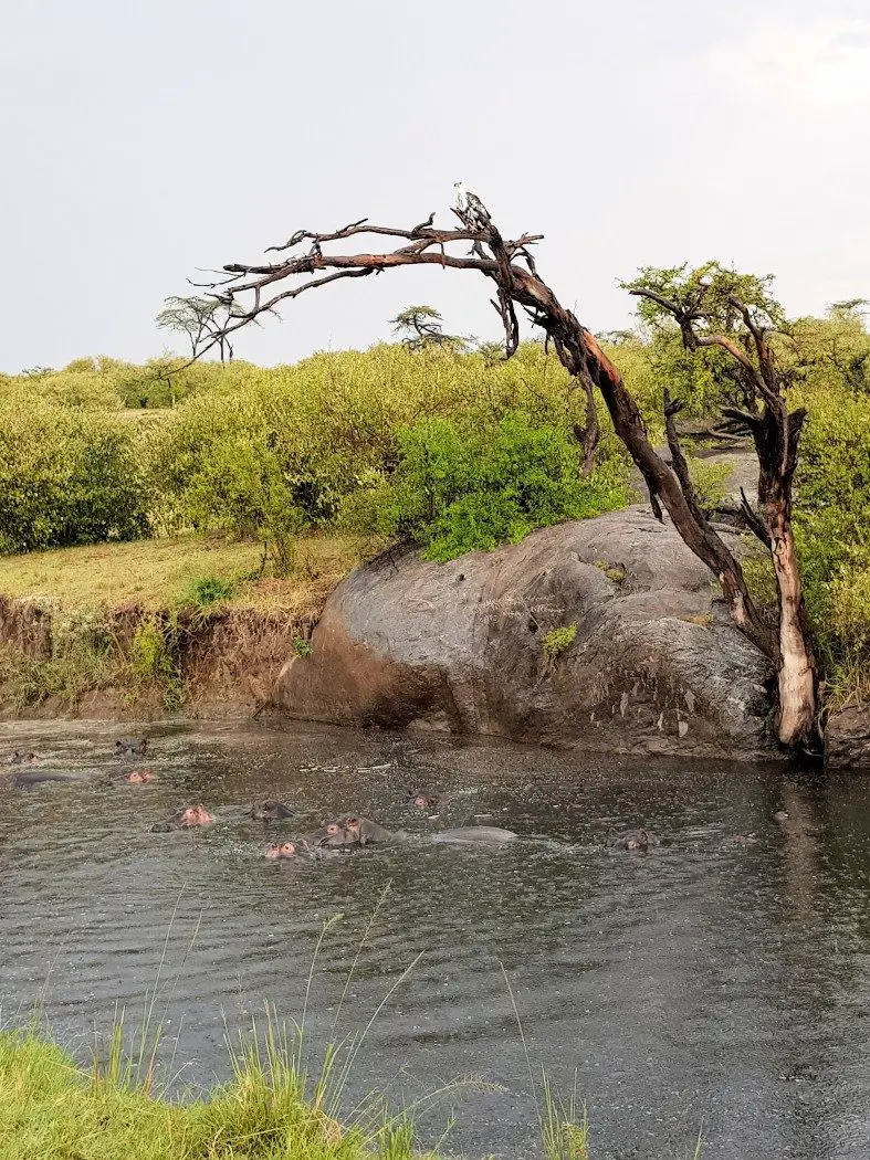 Hippos and an African Fish Eagle in the Naboisho Conservancy - Kenya safari
