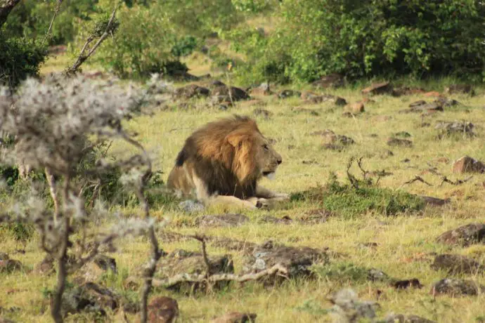 Male lion in the Naboisho Conservancy - Ol Seki safari