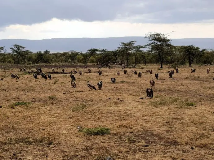 Vultures in the Naboisho Conservancy - Ol Seki safari in Kenya