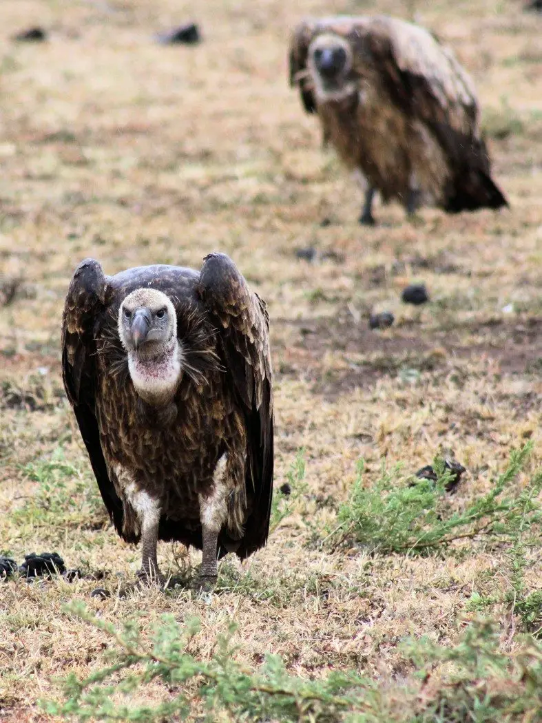Vultures on safari in the Masai Mara - Ol Seki