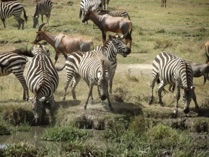 Zebras in the Masai Mara - Kenya safari