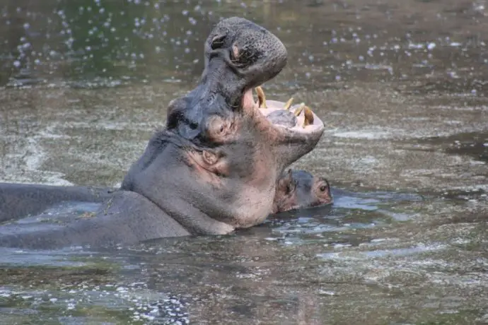 A hippo on a Kenya Safari at Ol Seki in the Naboisho Conservancy