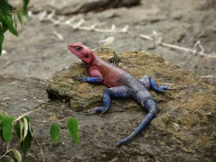 Colourful agama lizards at Ol Seki Camp on safari in Kenya