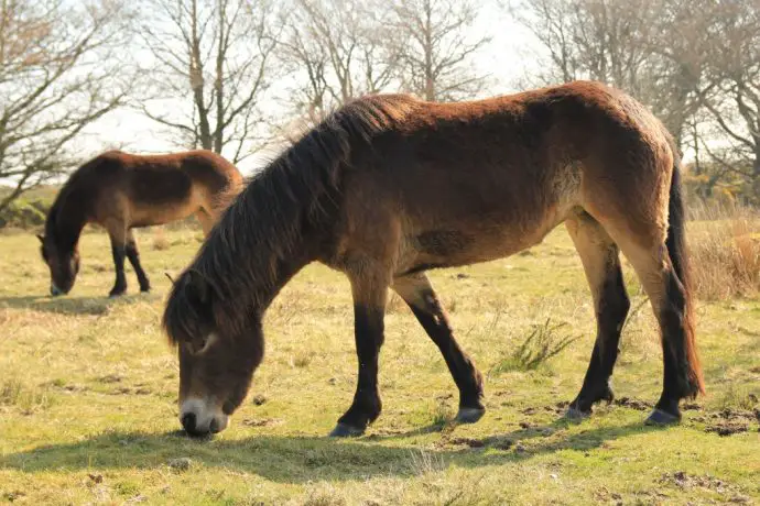 Exmoor ponies - close up shot