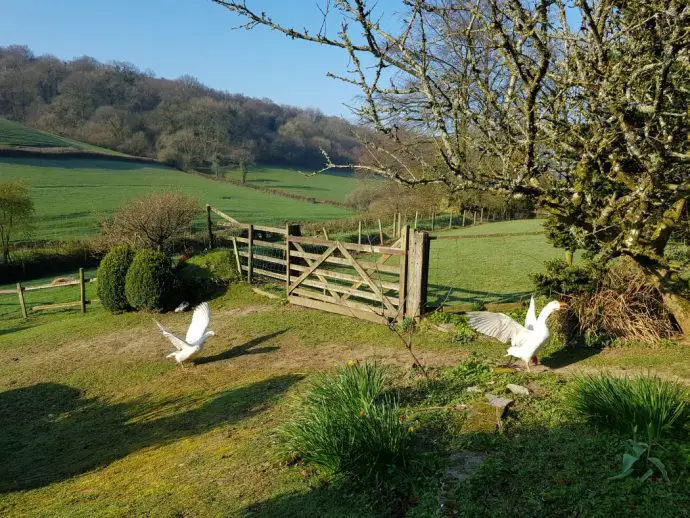 Geese in the garden at Pitt Farm Cottage near Exmoor