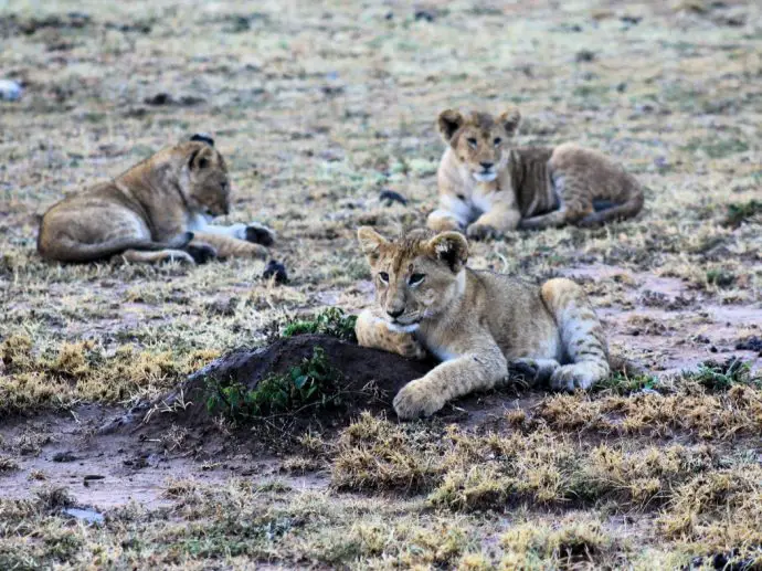 Lion cubs - a Kenya safari in the Masai Mara