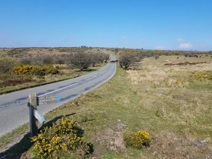 Ponies crossing the road on Exmoor