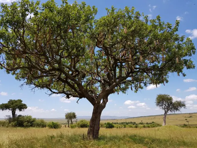 Sausage tree in the Masai Mara on a Kenya safari