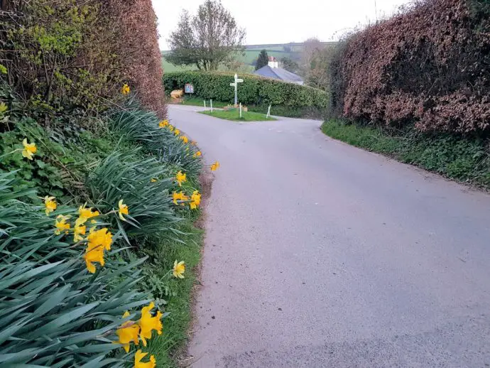 Tall Somerset hedges in Skilgate near Exmoor