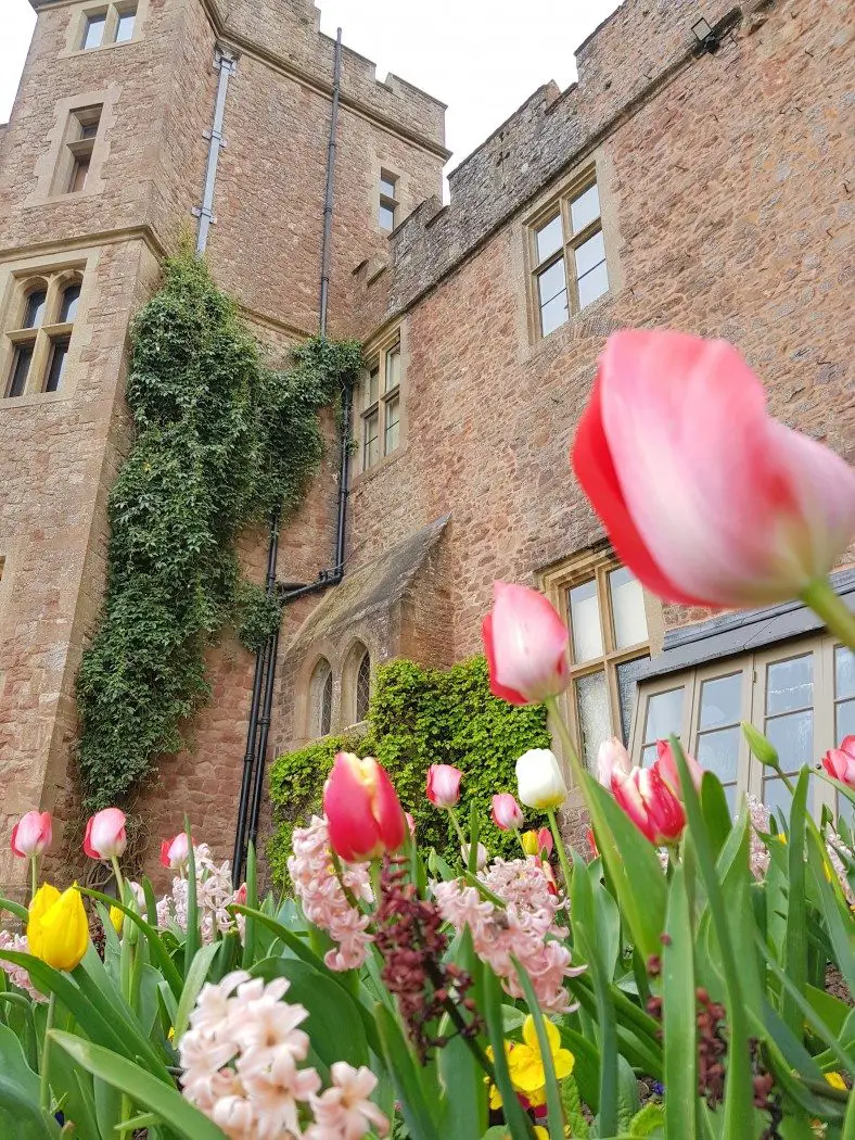 Tulips on the terrace at Dunster Castle in Exmoor