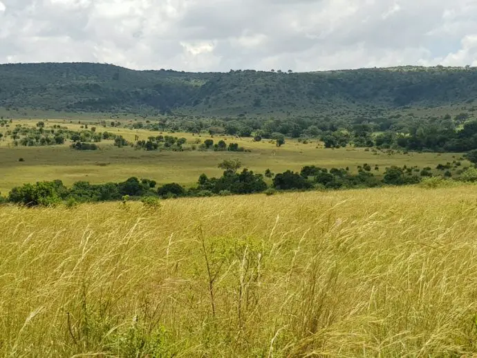 Vast green landscape of the Masai Mara