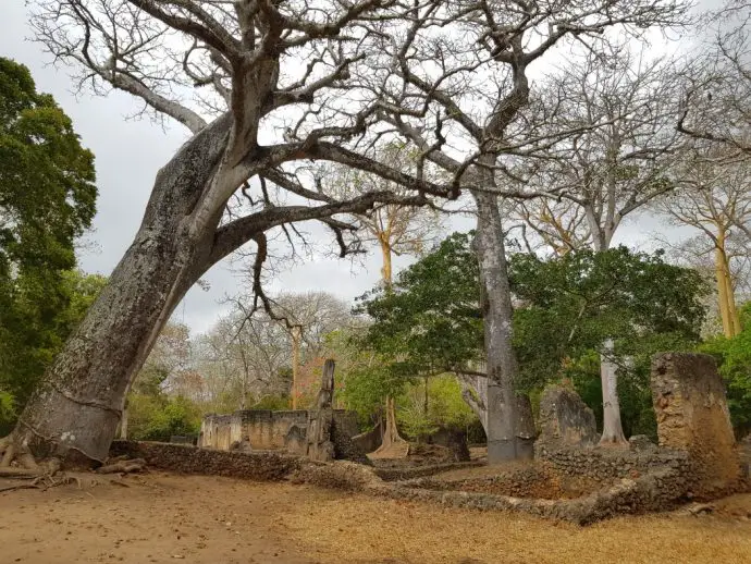 Baobab trees at Gede