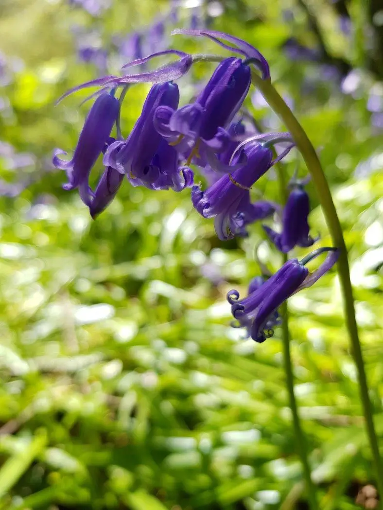 bluebell