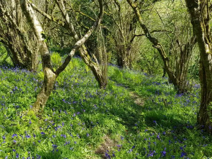 Bluebell woodlands near Wrinklers Wood in Cornwall
