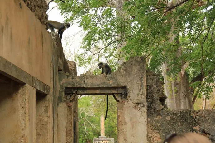 Monkeys at Gede ruins near Watamu